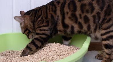 котка ходи до тоалетна