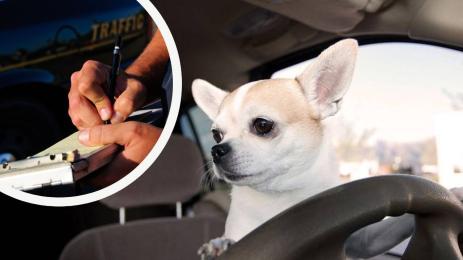 куче зад волана