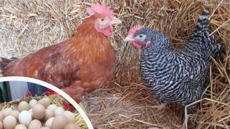 яйца кокошки