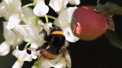 пчели ябълки опрашване