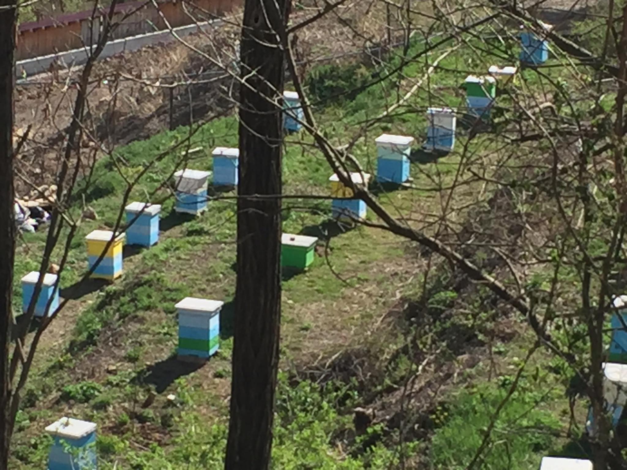 кошери пчели