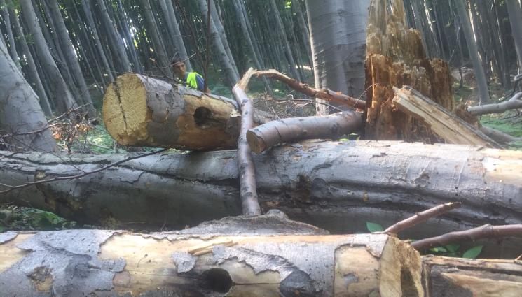 дърва - Агро Телеграф: Горските пазят малките частни лесове