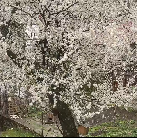 слива Катето Евро