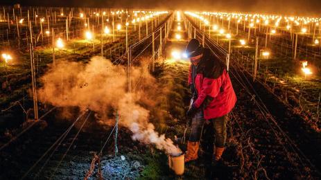 лозари огън лозя