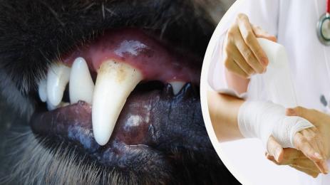 куче нападение жена