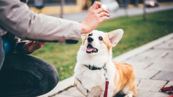 Как да тренираме глухо куче