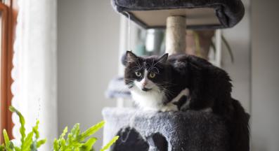 котка на котешко дърво