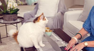 котка иска внимание