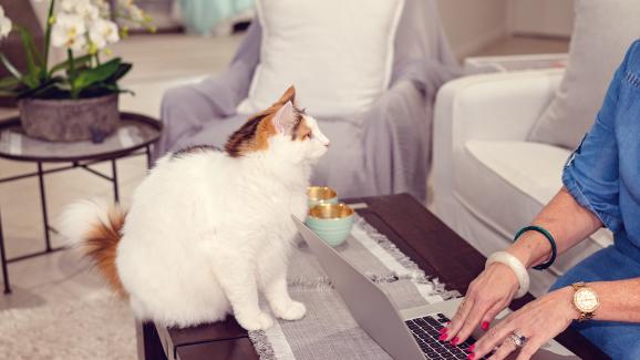 8 хитрини, които котките използват, за да привлекат внимание