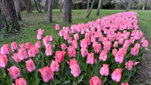 През тази пролет в Университетската ботаническа градина в Балчик разцъфтяват