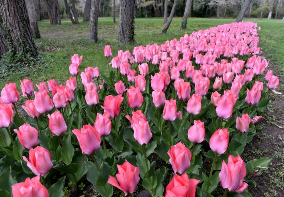 През тази пролет в Университетската ботаническа градина в Балчик разцъфтяват