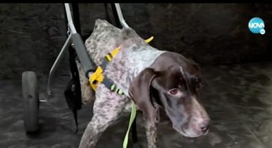 бездомни животни