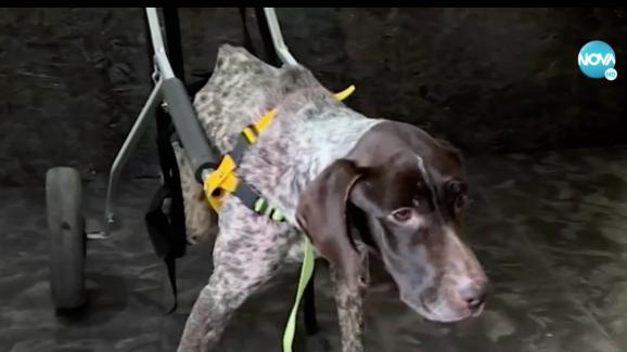 Кучето в количка Джеки има нужда от дом и пари за лечение