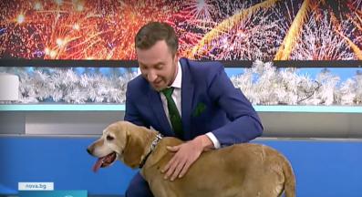 бездомно куче