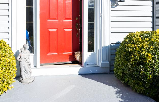 котки на вратата чакат стопанин
