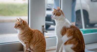 котки на вратата чакат стопанин