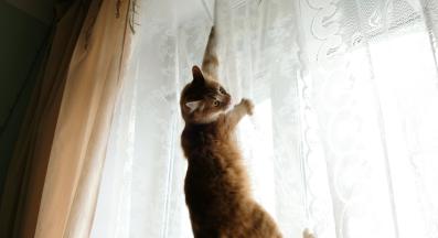 котка се катери върху перде