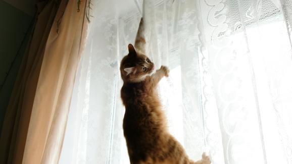 Как да спра котката ми да се катери по завесите