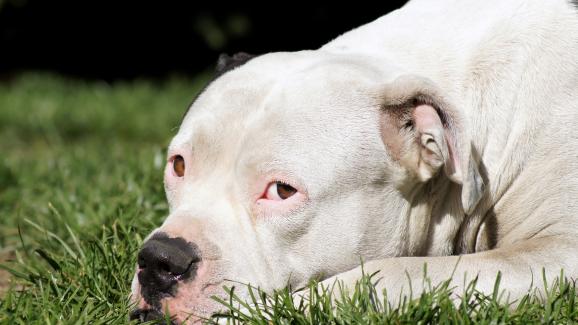 7 породи кучета, които се социализират най-трудно