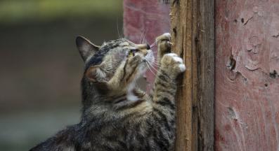 котка драска