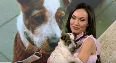 бездомно куче