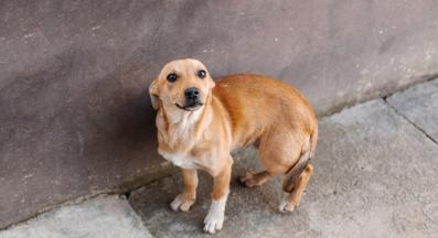 загубено куче