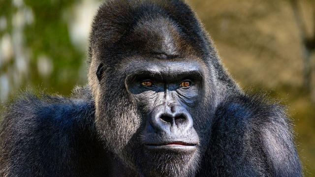 Най-старата горила в света стана на 65 години (ВИДЕО)