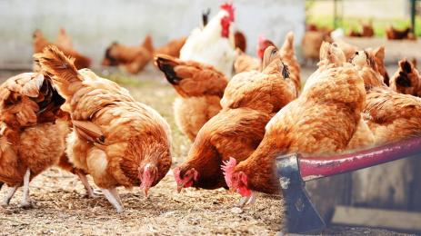 кокошки птици