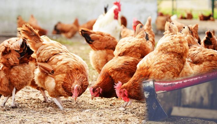 кокошки птици - УЧЕБНАТА БАЗА ОСИРОТЯ: Птичи грип покоси 900 птици в Аграрния университет!