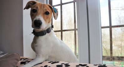 бездомно куче