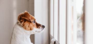 5 съвета, когато оставяте кучето само вкъщи