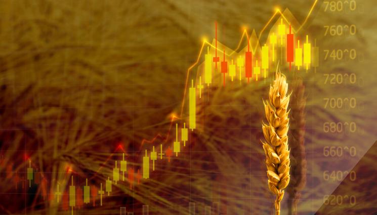 зърно - ЗЪРНЕНИ ВОЙНИ:  Изкупуването на пшеница за Държавния резерв не е стартирало