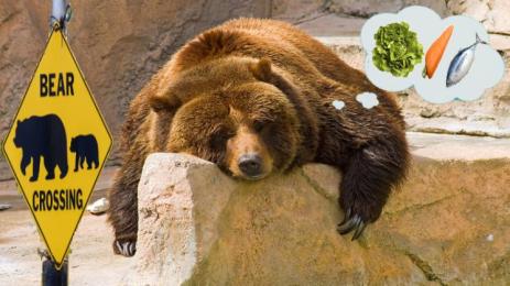 мечки зимен сън