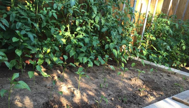 разсад - Агро Телеграф: Разсадът полягва, ако е нападнат от плесени