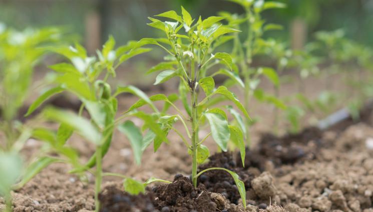 пипер - Агро Телеграф: Прищипваме върха на пипера за богата реколта