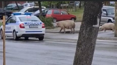 прасета пешеходна пътека