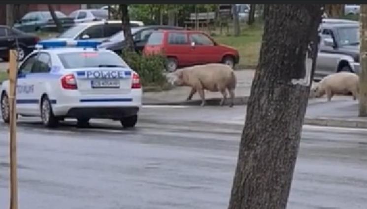 прасета пешеходна пътека - ЗА ДА НЕ СТАНАТ НА МЕЗЕТА: Патрулка