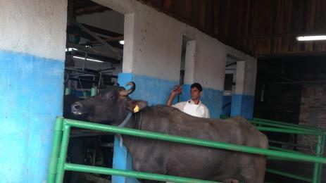 биволи ферма