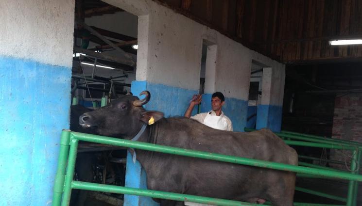 биволи ферма - Агро Телеграф: Биволите обожават реките   