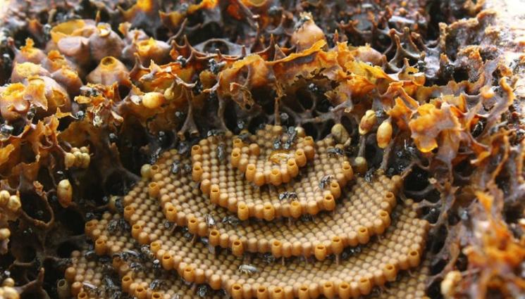 пчели мед - Агро Телеграф: Залагаме медовини в кошера преди първа паша