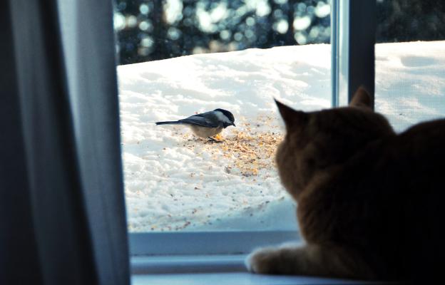котка гледа птица през прозореца