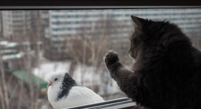 котка гледа птица през прозореца