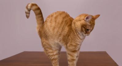 котка с извит гръб