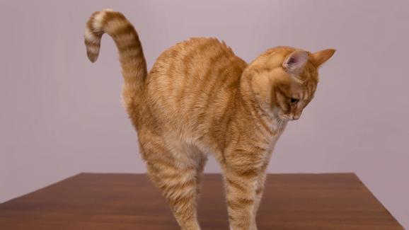 Защо котките извиват гърбовете си, когато се изправят