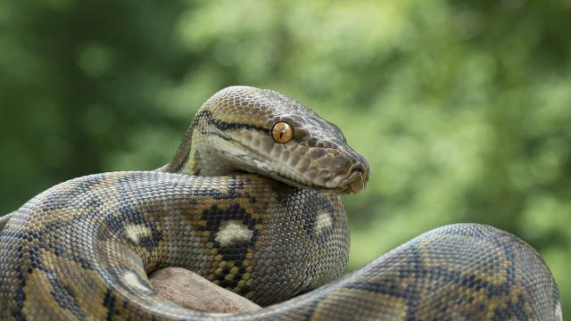 В японски град издирват 2-метров питон-беглец