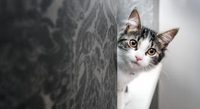 котка наднича