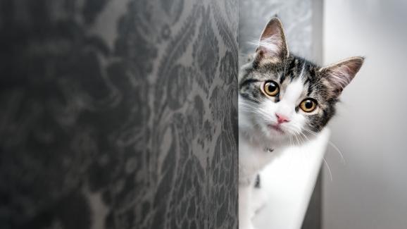 3 причини, които обясняват защо котките са толкова любопитни