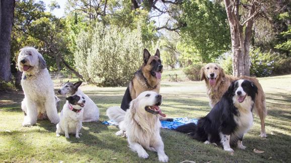 5 най-интелигентни породи кучета