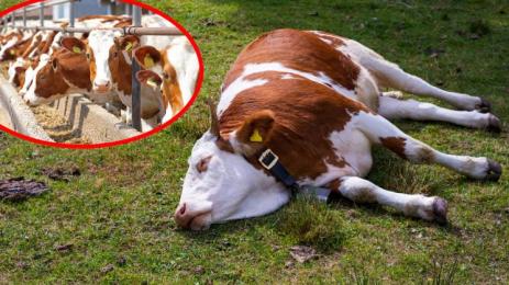 ферма крава мъртва