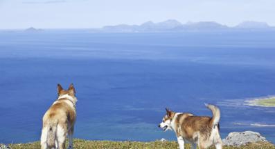 Норвежки лундехунд